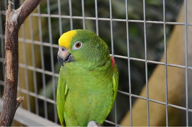Finding the Perfect Bird Cage: Your Ultimate Guide to a Happy Bird - Quill & Roost