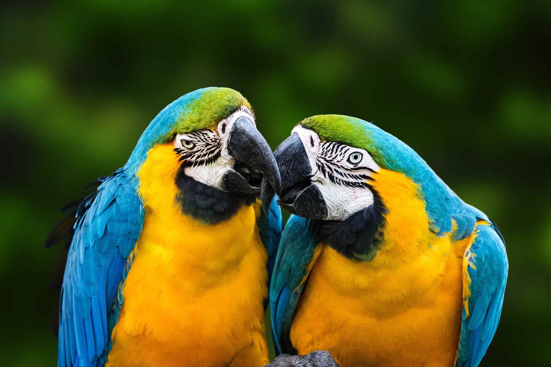 Understanding the Importance of Interaction for Parrots: A Guide to Happy Feathers - Quill & Roost