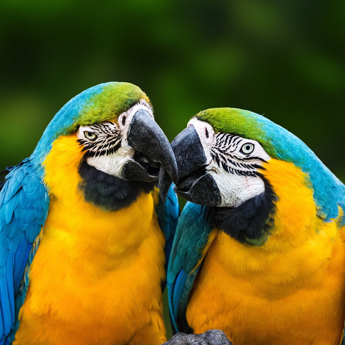 Understanding the Importance of Interaction for Parrots: A Guide to Happy Feathers - Quill & Roost