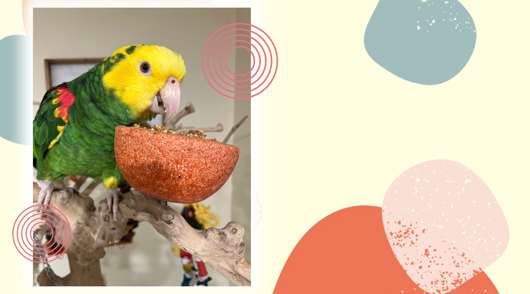 Shop All Bird Cages Online Welcome Page