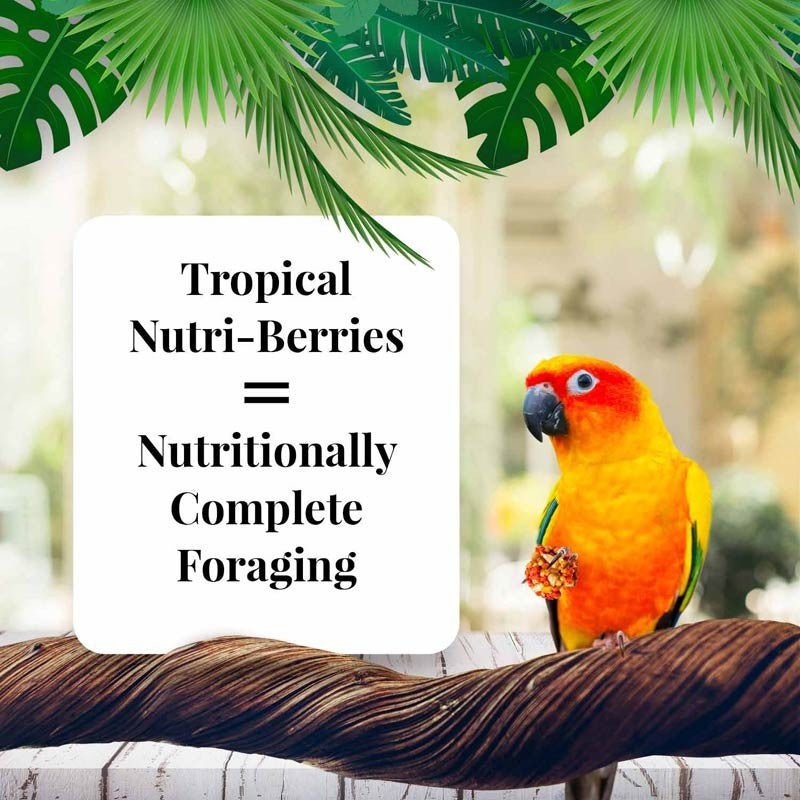 Lafeber Tropical Fruit Nutri-Berries Conure Food - 10 oz - Quill & Roost