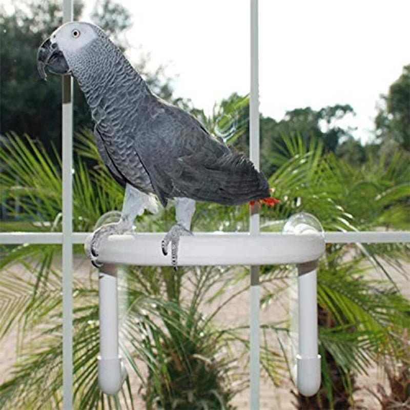 Round Parrot Shower Perch - Give Your Bird a Spa Day! - Quill & Roost